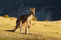 Klokan obrovsky - Macropus giganteus - Eastern Grey Kangaroo 5028